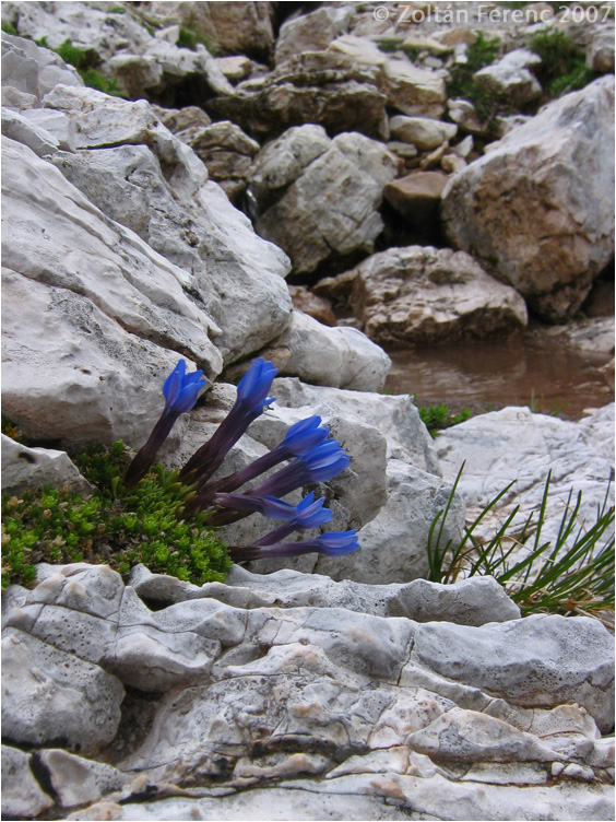 Gentiana terglouensis Gentiana terglouensis