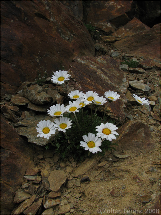 Leucanthemopsis alpina Leucanthemopsis alpina