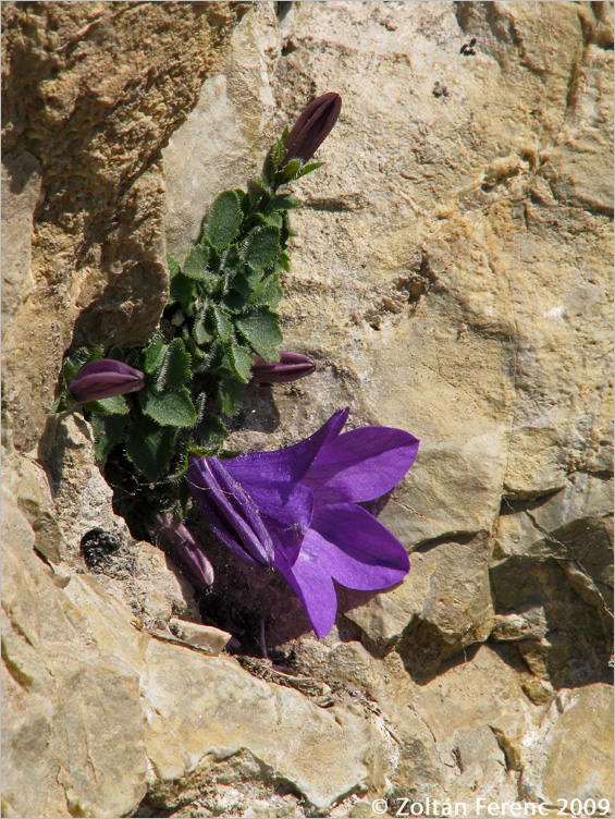 Campanula morettiana Campanula morettiana