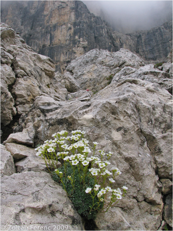Saxifraga caesia Saxifraga caesia