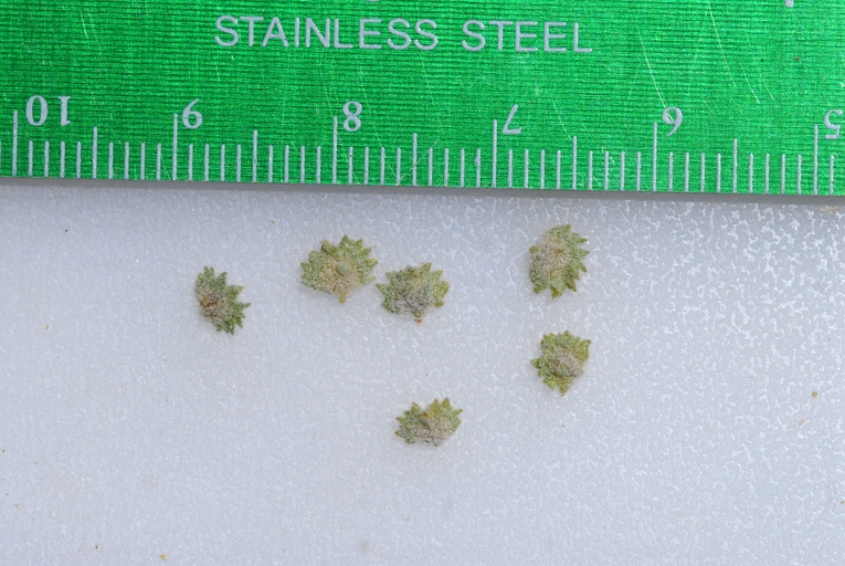 Atriplex coronata var. coronata