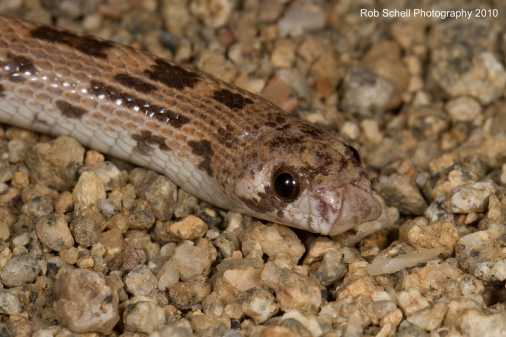 Phyllorhynchus decurtatus