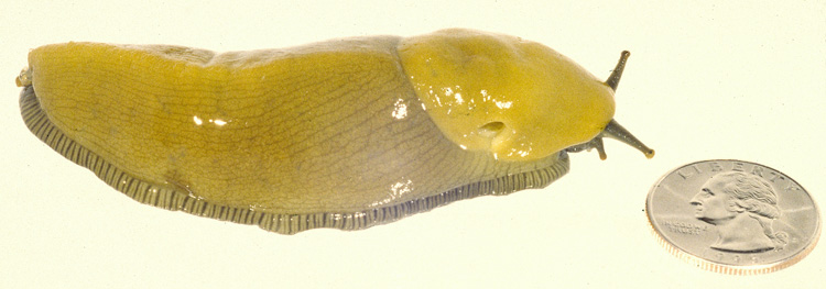 Ariolimax californicus Ariolimax californicus
