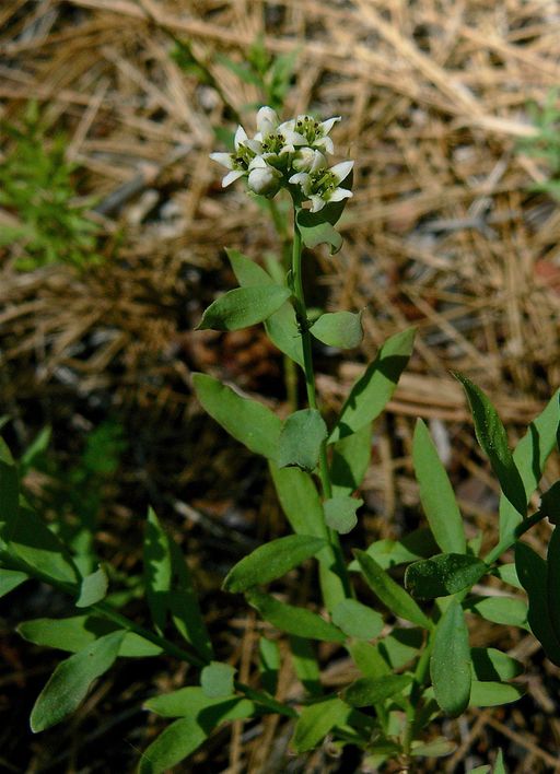 Comandra umbellata ssp. californica