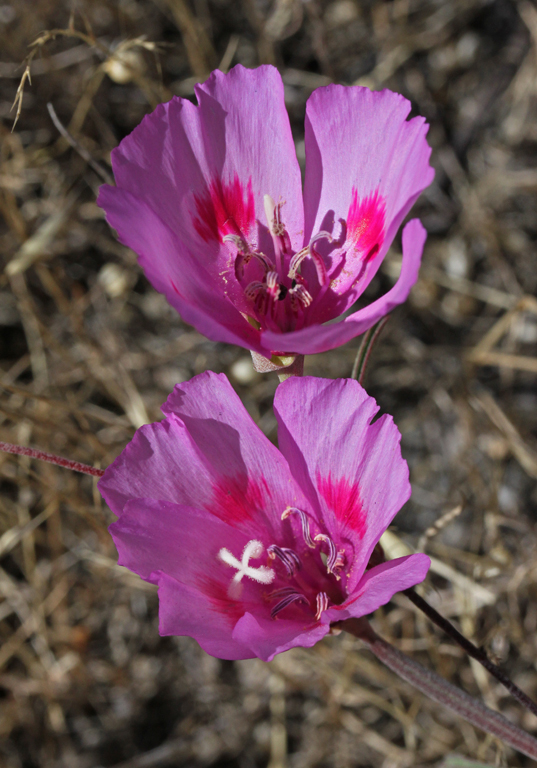 Clarkia amoena ssp. huntiana
