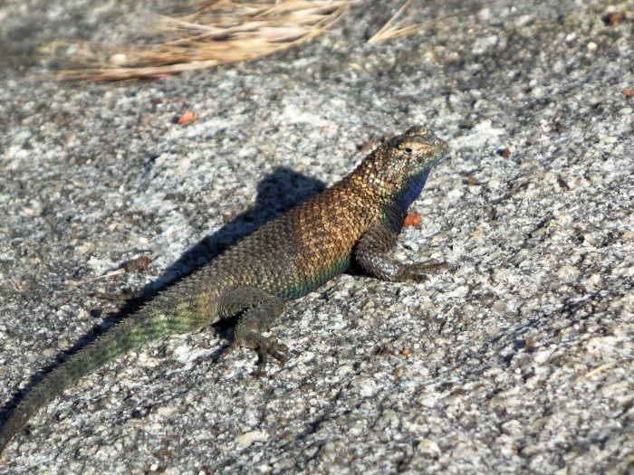 Sceloporus orcutti Sceloporus orcutti