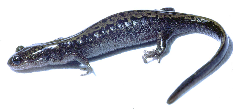 Ambystoma macrodactylum