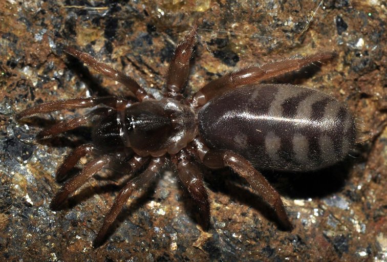 Scalidognathus tigerinus Scalidognathus tigerinus