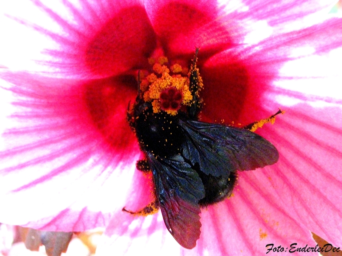 Xylocopa brasilianorum