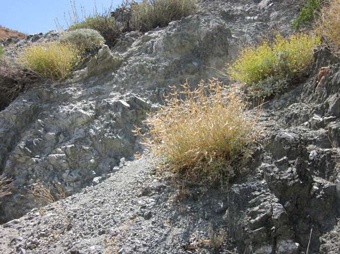 Astragalus tricarinatus