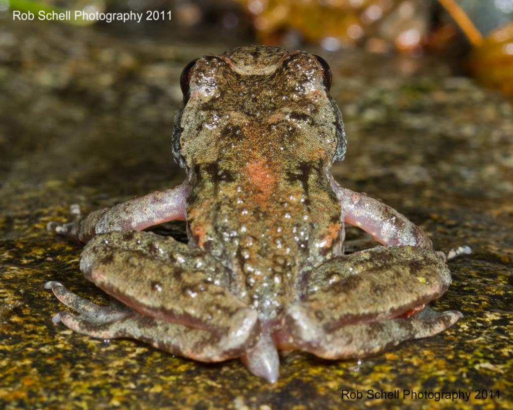 Tailed frog