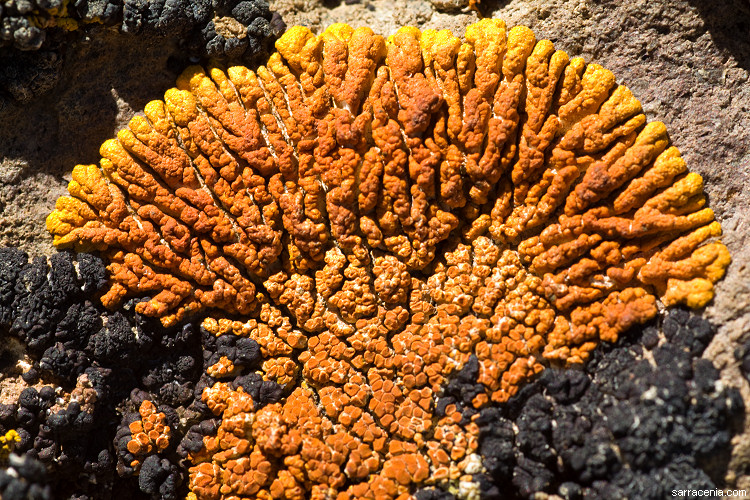 Caloplaca trachyphylla