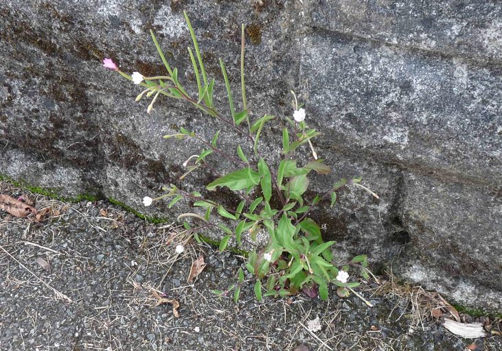 Epilobium lanceolatum