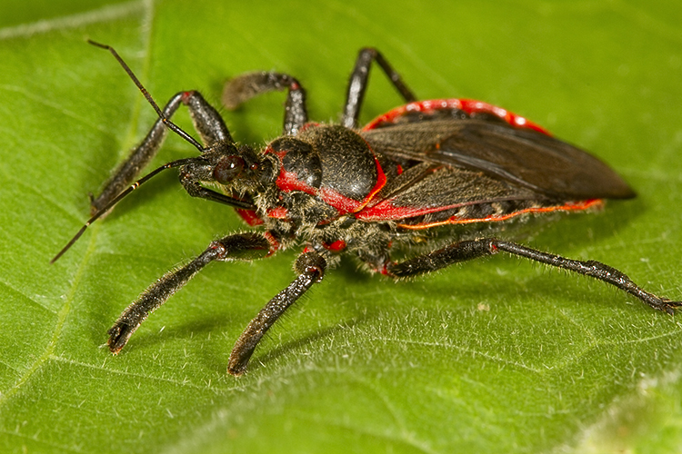 Apiomerus crassipes Apiomerus crassipes