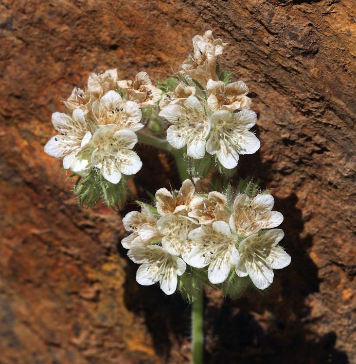 Phacelia cicutaria var. cicutaria Phacelia cicutaria var. cicutaria