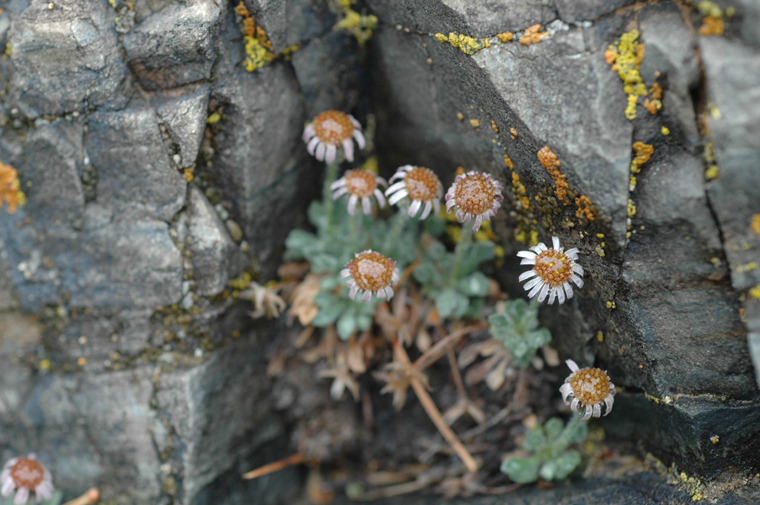 Erigeron uncialis var. uncialis