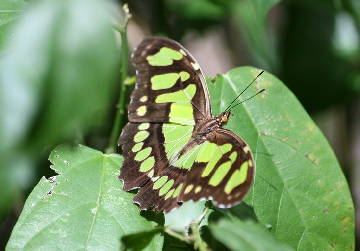 Siproeta stelenes