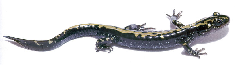 Ambystoma macrodactylum Ambystoma macrodactylum