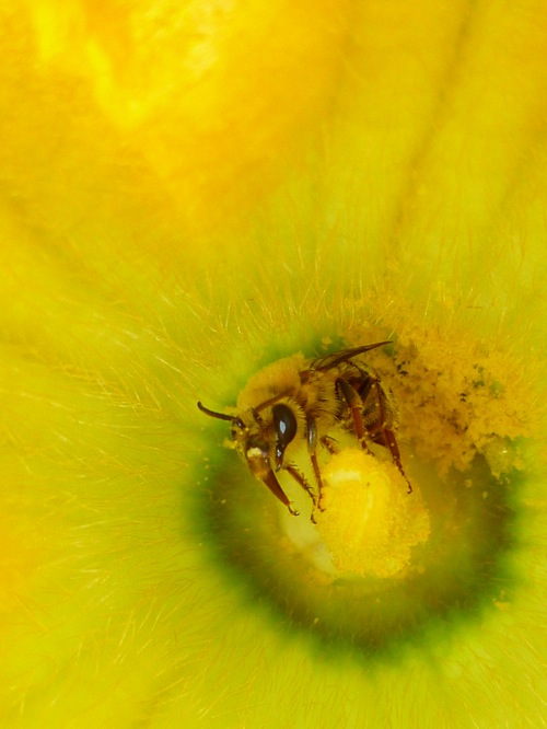 Peponapis pruinosa Peponapis pruinosa