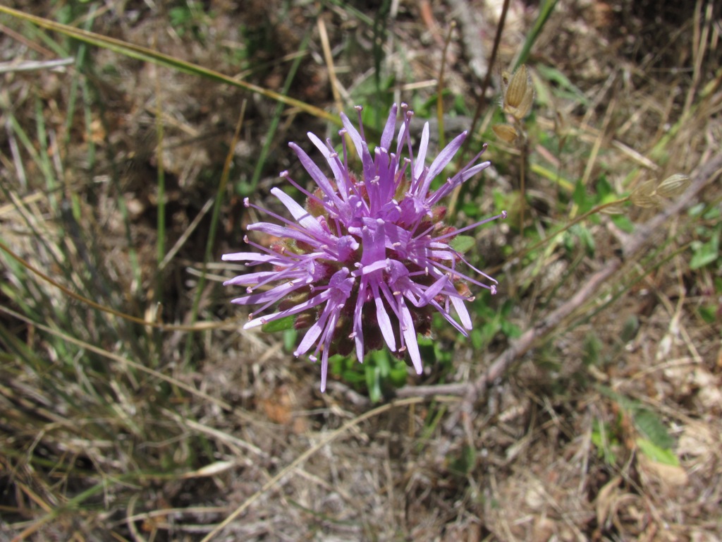 Monardella purpurea Monardella purpurea