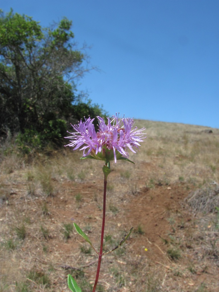 Monardella purpurea Monardella purpurea