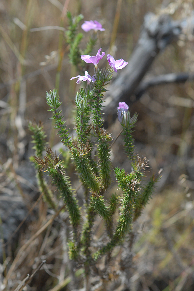 Linanthus californicus ssp. tomentosus