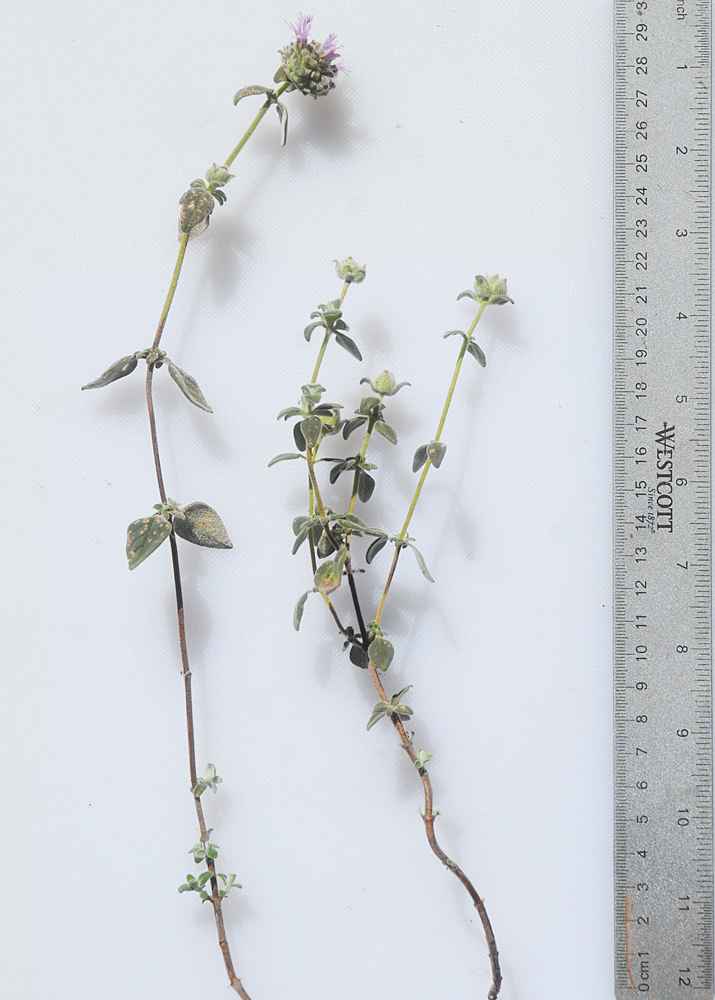 Monardella villosa ssp. obispoensis