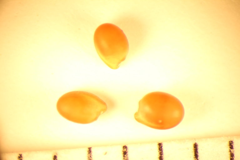 Trifolium resupinatum