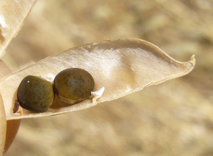 Vicia villosa