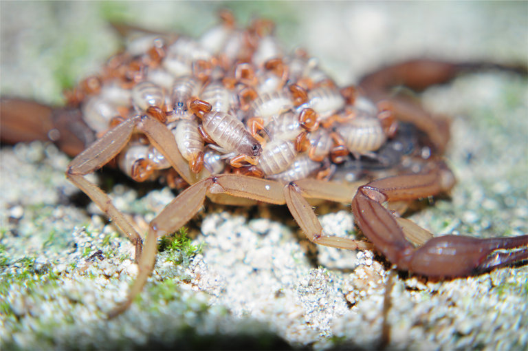 Centruroides ochraceus