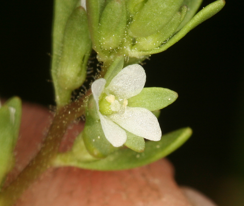 Veronica peregrina ssp. xalapensis