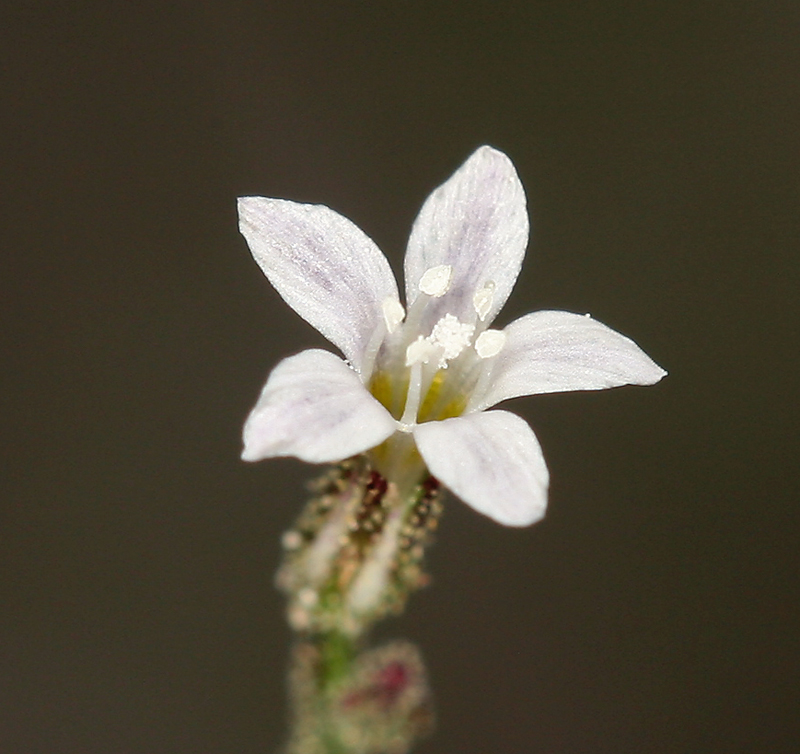 Aliciella monoensis