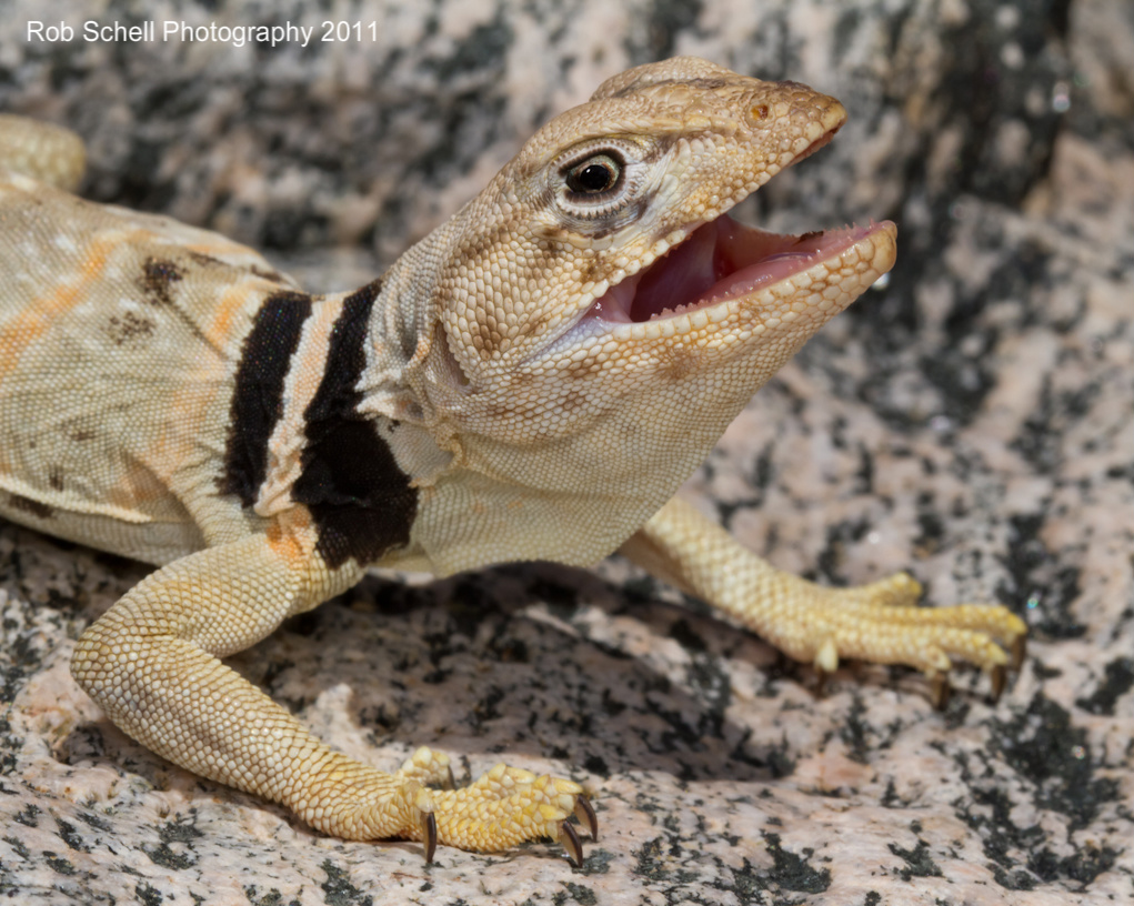 Crotaphytus bicinctores Crotaphytus bicinctores