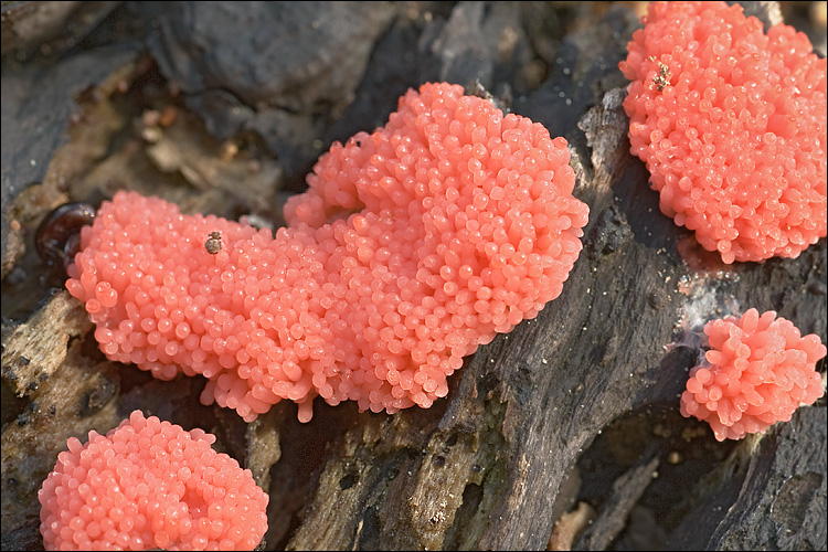 Tubifera ferruginosa