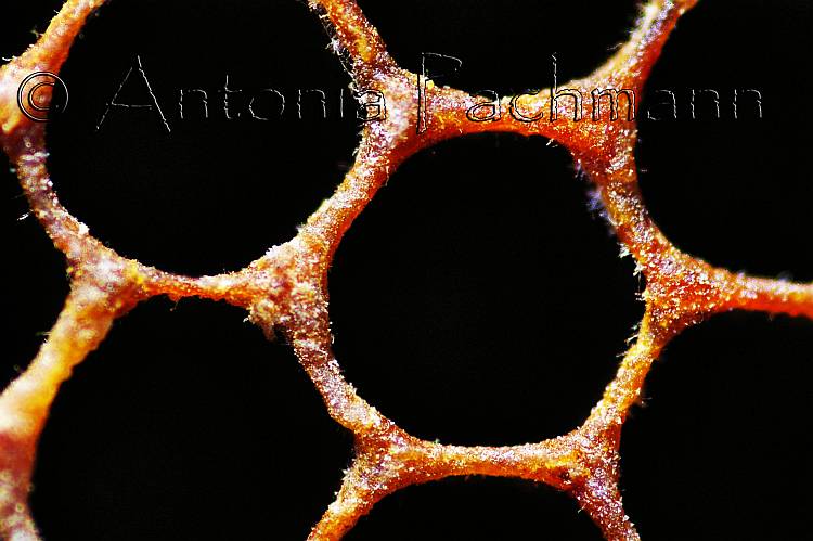 Honeycomb Honeycomb