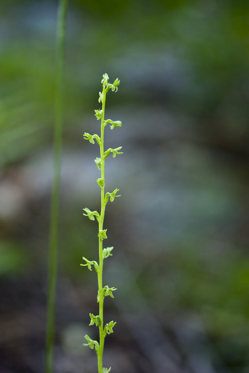 Piperia unalascensis Piperia unalascensis