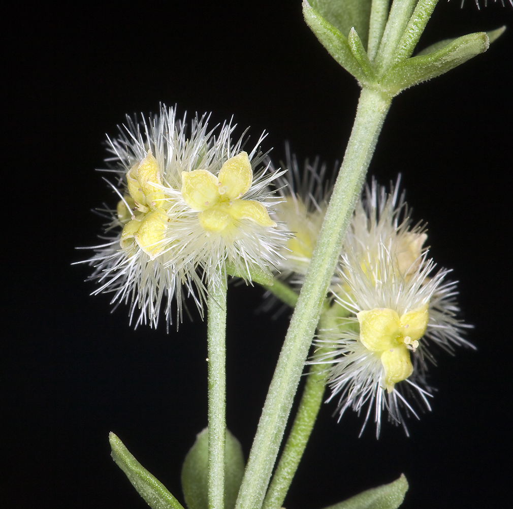 Galium serpenticum ssp. scotticum