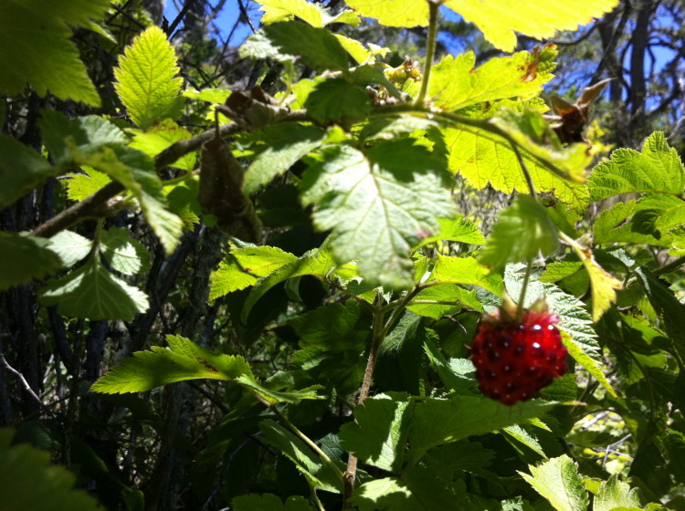 Rubus hawaiensis