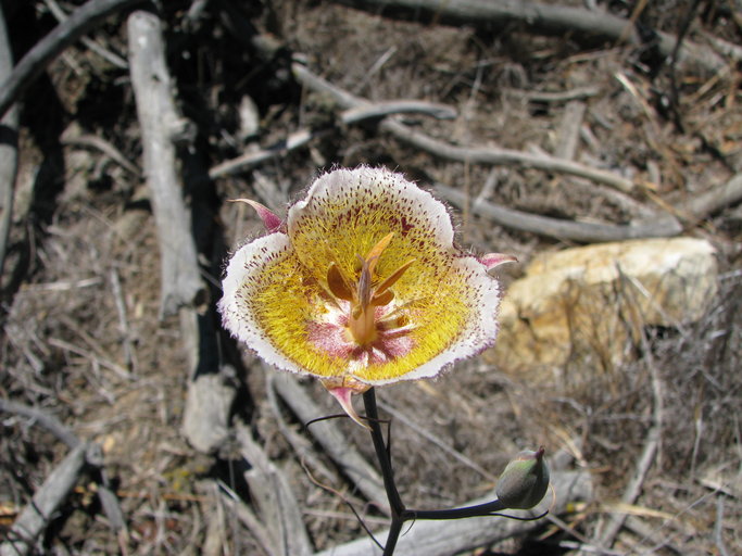 Calochortus weedii var. intermedius Calochortus weedii var. intermedius
