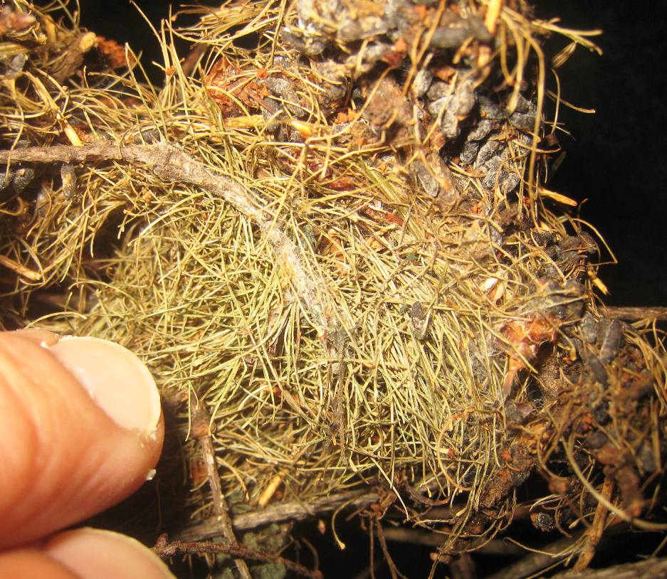 Arborimus pomo Arborimus pomo