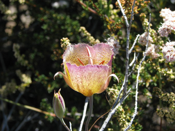 Calochortus weedii var. intermedius