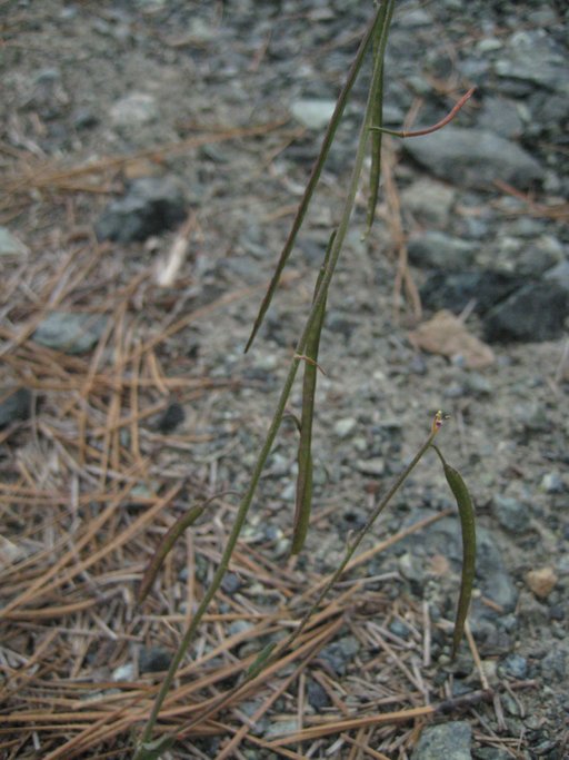 Boechera serpenticola