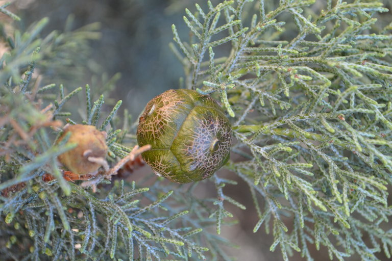 Hesperocyparis nevadensis