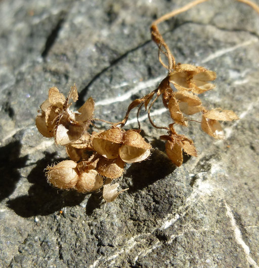 Synthyris cordata