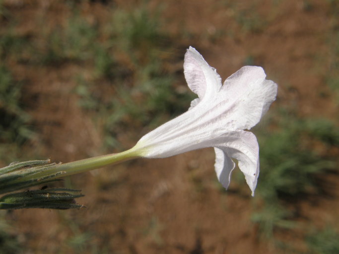 Ruellia metzae Ruellia metzae