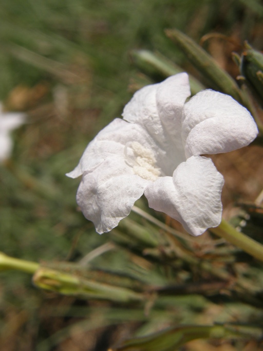 Ruellia metzae Ruellia metzae