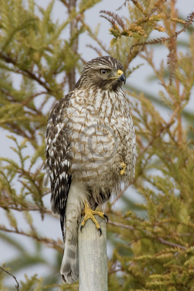 Buteo lineatus Buteo lineatus