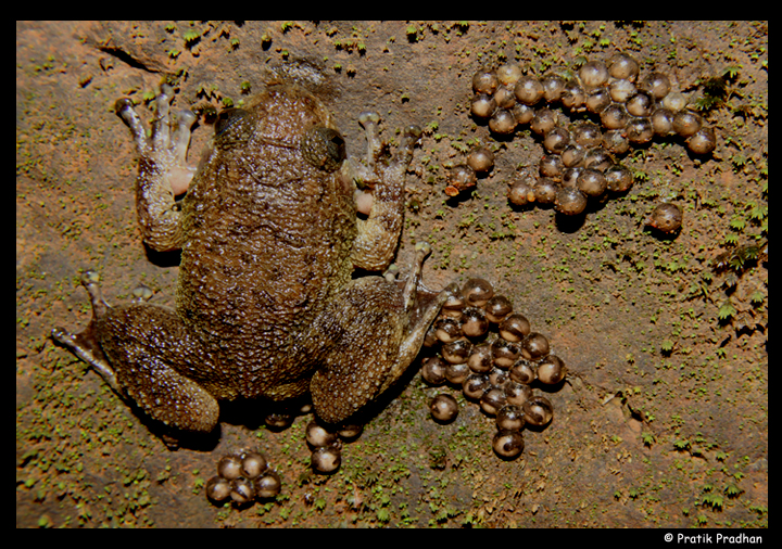 Nyctibatrachus sp. Nyctibatrachus sp.