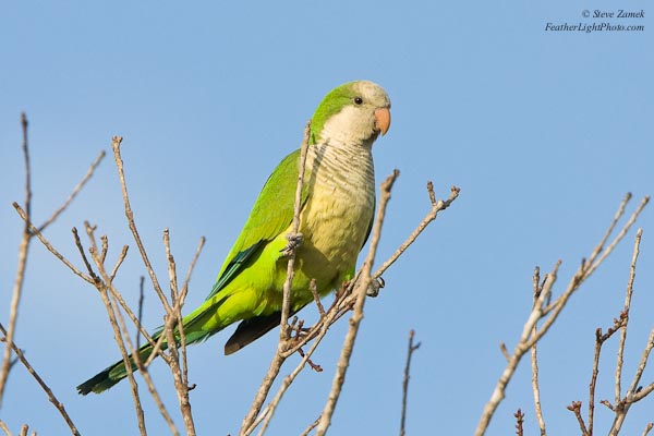 Myiopsitta monachus Myiopsitta monachus