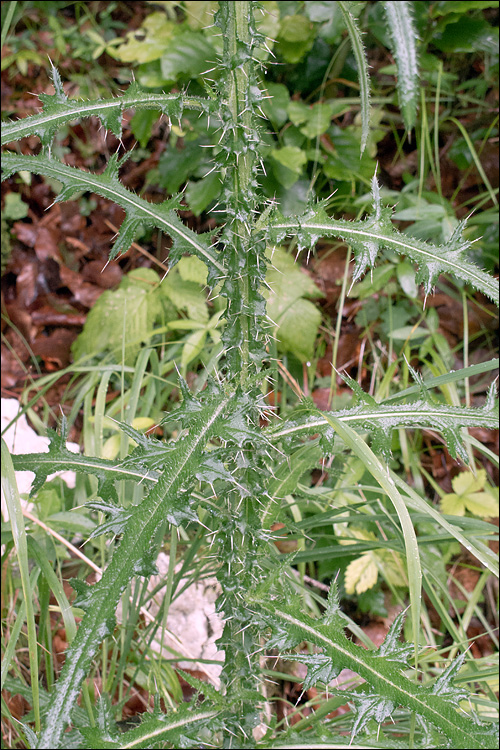 Cirsium palustre